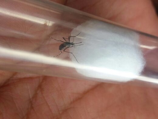Trabalho busca prevenir aparecimento de mosquito