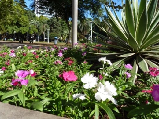 Prefeitura realiza cuidados de paisagismo na Praça Tamandaré