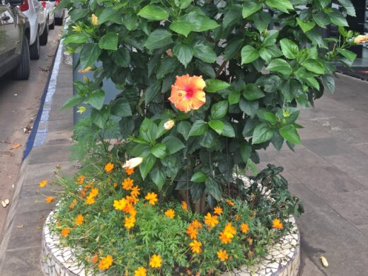 ﻿Adote o Verde incentiva participação da população