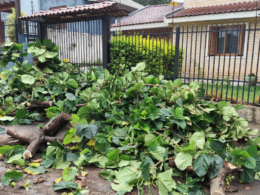 Prefeitura realiza retirada de galhos e limpeza após temporal em Passo Fundo